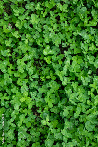  Lush Green Clover Field, Dense Clover Plants in Natural Meadow, Perfect Background for St. Patrick's Day or Nature Themes