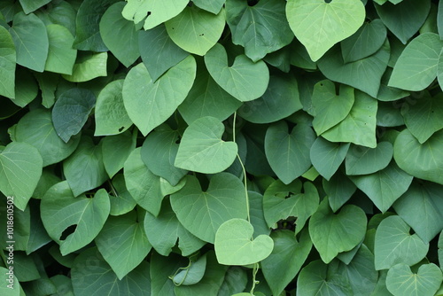 Background of green ivy branches.