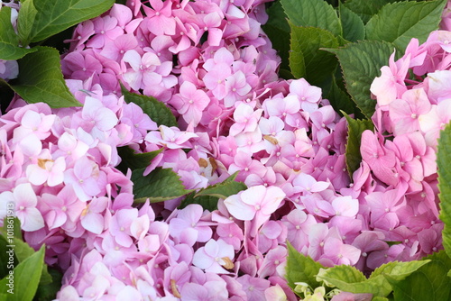 A closeup shot of violet, yellow, white large-leaved hydrangea flowers growing in the garden. The flowers of hydrangea act as natural pH indicators, sporting blue flowers when the soil is acidic.