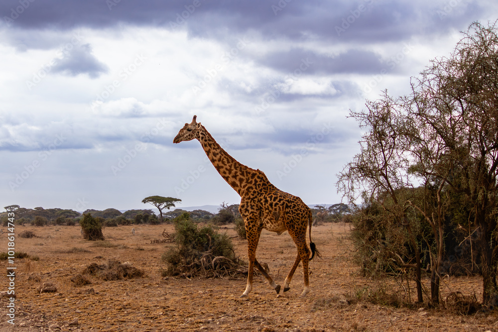 Obraz premium A Ugandan giraffe walking in Amboseli National Park, Kenya