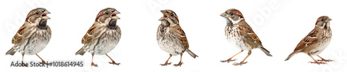 Close-up of song sparrow in studio light, isolated on transparent background, generative AI