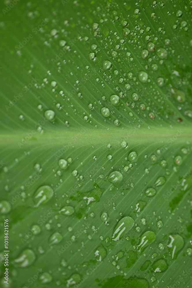 green leaf texture with veins close up as a background, canna leaf light green background, garden plant, after the rain, dew drops, water on a leaf close-up, vertical stripes of the canna leaf green leaf texture with veins close up as a background, canna leaf light green background, garden plant, after the rain, dew drops, water on a leaf close-up, vertical stripes of the canna leaf