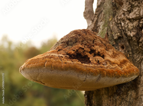 mushroom, parasite, fungus, brown, trunk, tree, park, nature, la