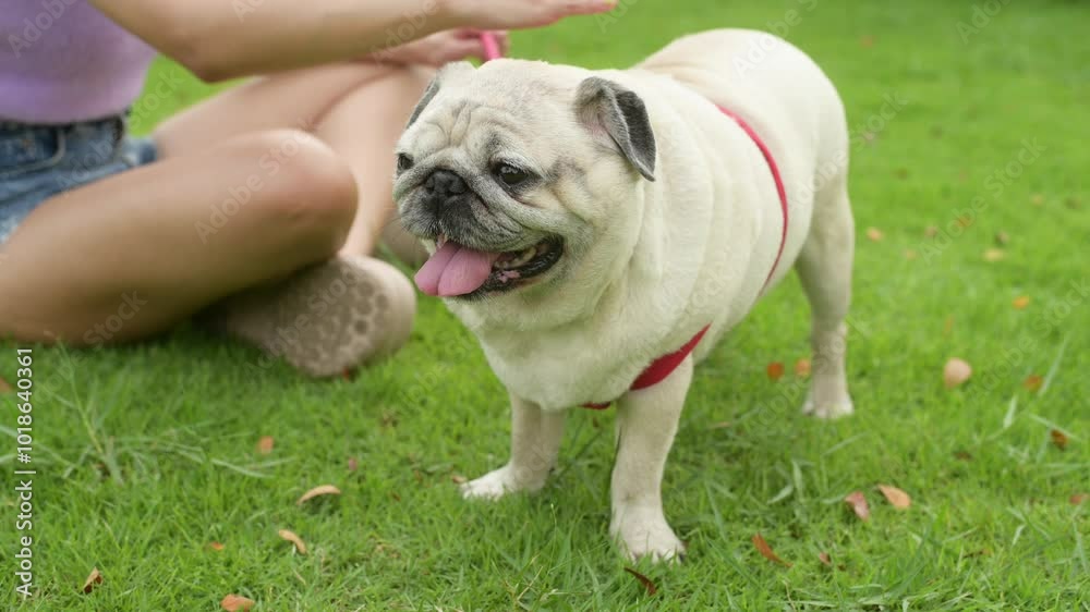 Happy asian woman playing with Cute Smart pug Puppy Dog In the Backyard Happy asian woman playing with Cute Smart pug Puppy Dog In the Backyard