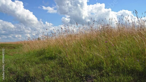 A tranquil meadow showcases tall grass swaying gently in the breeze beneath a vast sky filled with fluffy clouds. The afternoon sun casts a warm glow over the scene.	 photo