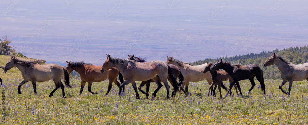 Obraz premium Wild Horses in Summer in the Pryor Mountains Montana