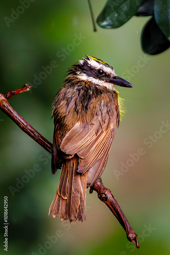 Bem-te-vi (Pitangus sulphuratus) photo