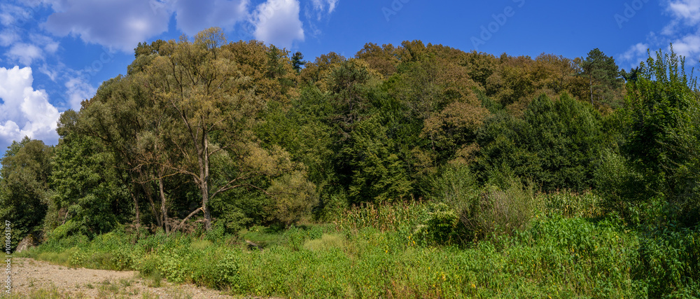 green wood on the shore panorama green wood on the shore panorama