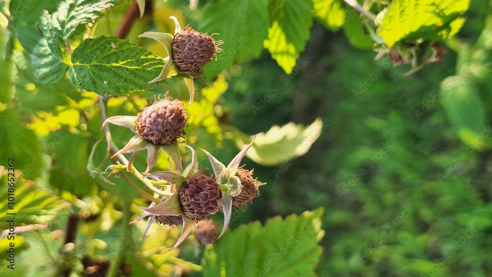 Ripening raspberries in sunlit garden with lush green leaves Ripening raspberries in sunlit garden with lush green leaves