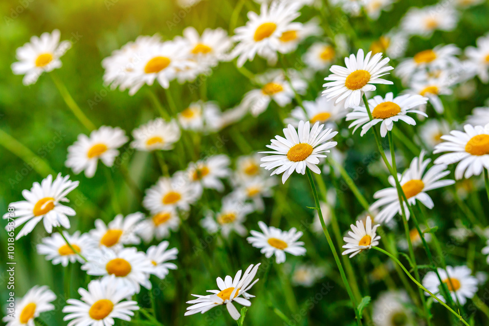 Fototapeta premium Camomile.Chamomile flower field.Field of camomiles at sunny day at nature.Spring, summer background. Meadow flowers. Medicinal plant.