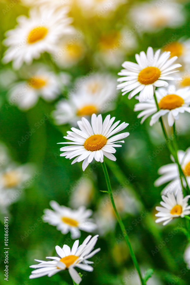 Camomile.Chamomile flower field.Field of camomiles at sunny day at nature.Spring, summer background. Meadow flowers. Medicinal plant. Camomile.Chamomile flower field.Field of camomiles at sunny day at nature.Spring, summer background. Meadow flowers. Medicinal plant.