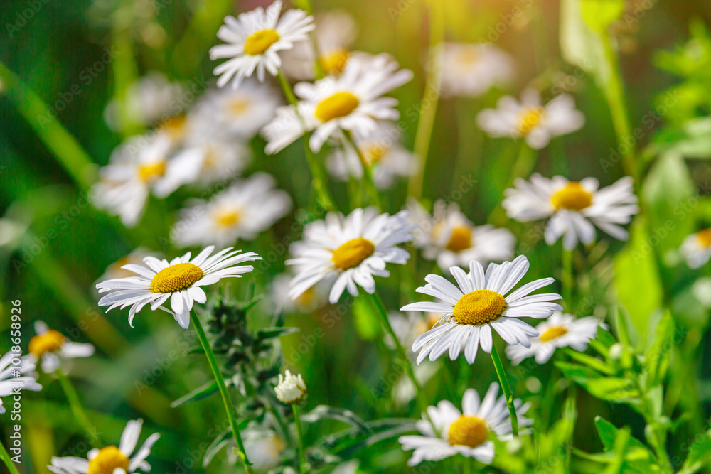 Camomile.Chamomile flower field.Field of camomiles at sunny day at nature.Spring, summer background. Meadow flowers. Medicinal plant. Camomile.Chamomile flower field.Field of camomiles at sunny day at nature.Spring, summer background. Meadow flowers. Medicinal plant.