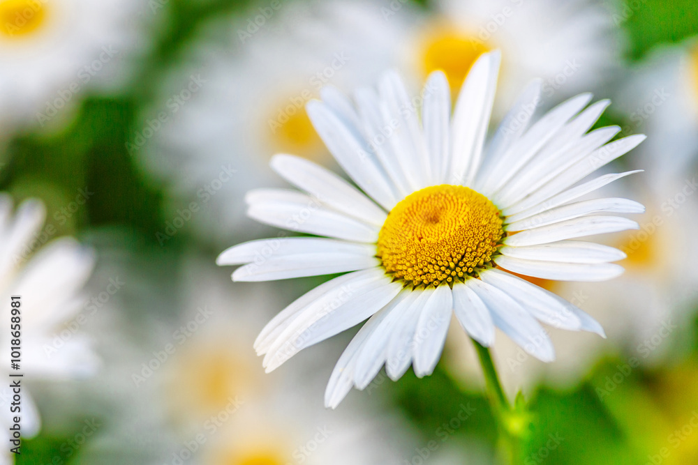 Camomile.Chamomile flower field.Field of camomiles at sunny day at nature.Spring, summer background. Meadow flowers. Medicinal plant. Camomile.Chamomile flower field.Field of camomiles at sunny day at nature.Spring, summer background. Meadow flowers. Medicinal plant.