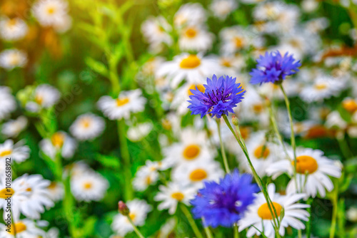 Camomile.Chamomile flower field.Field of camomiles at sunny day at nature.Spring, summer background. Meadow flowers. Medicinal plant.