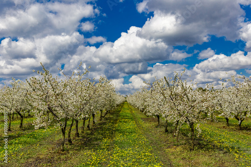 Cherry orchard in spring sunshine.Blue sky with clouds.Blossoming trees in spring in rural scenery with deep blue sky.Beauty world.Beauty of earth.