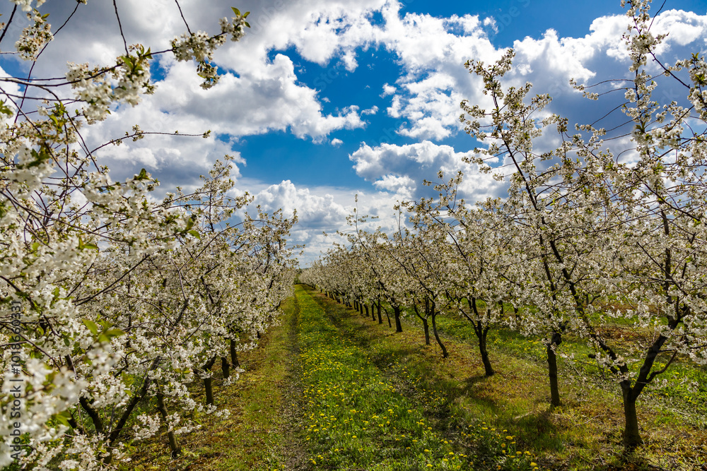 Cherry orchard in spring sunshine.Blue sky with clouds.Blossoming trees in spring in rural scenery with deep blue sky.Beauty world.Beauty of earth. Cherry orchard in spring sunshine.Blue sky with clouds.Blossoming trees in spring in rural scenery with deep blue sky.Beauty world.Beauty of earth.