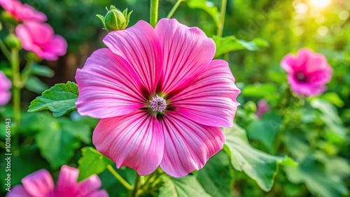 Bird Eye View pink mallow flower blooming in the garden in the sunlight