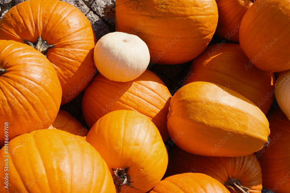 Lots of pumpkins lays on the floor. Beautiful colors Lots of pumpkins lays on the floor. Beautiful colors