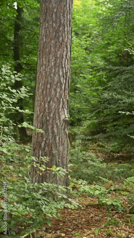 Trees with green lush foliage and leaves in a forest during autumn, tree trunks and branches, natural wilderness, vertical video
