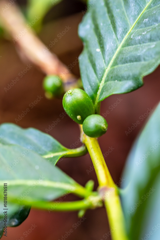 Cafe arábico cultivado de manera ecológica en una huerta. Cafe arábico cultivado de manera ecológica en una huerta.