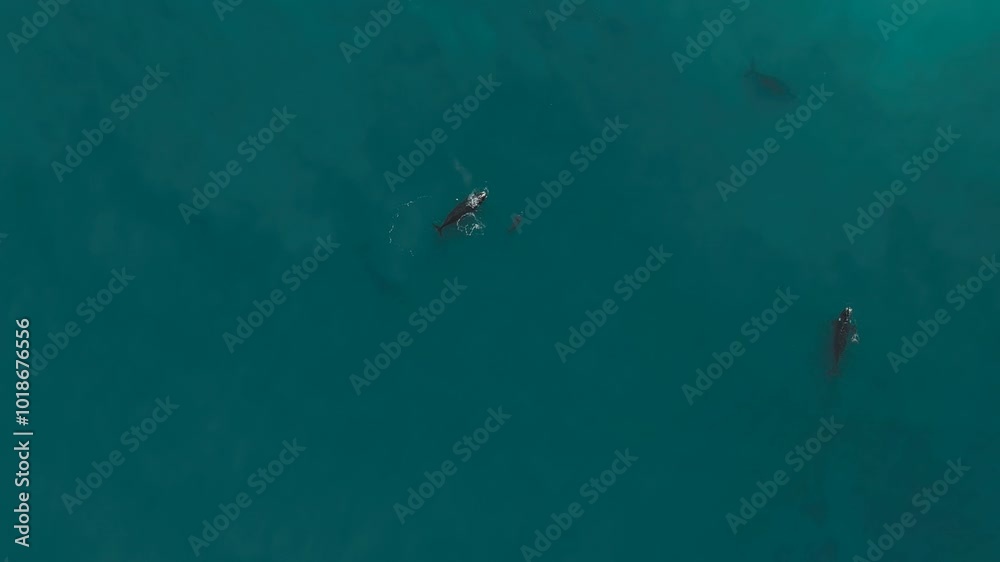 Filming from above a whale and its calf in the sea