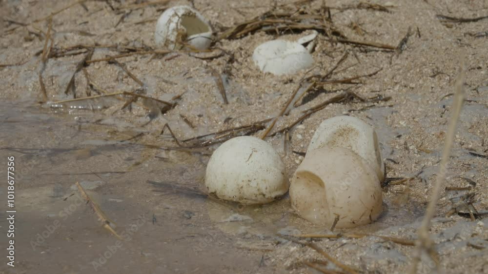 Rising sea levels destroy turtle eggs before they hatch Rising sea levels destroy turtle eggs before they hatch