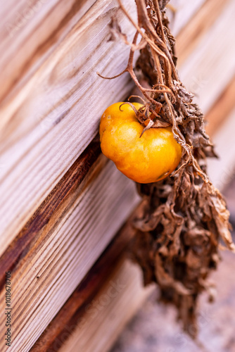 Solanum lycopersicum pertenece a la familia Solanaceae. photo