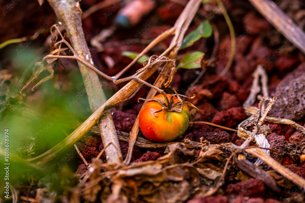 Solanum lycopersicum pertenece a la familia Solanaceae. Solanum lycopersicum pertenece a la familia Solanaceae.
