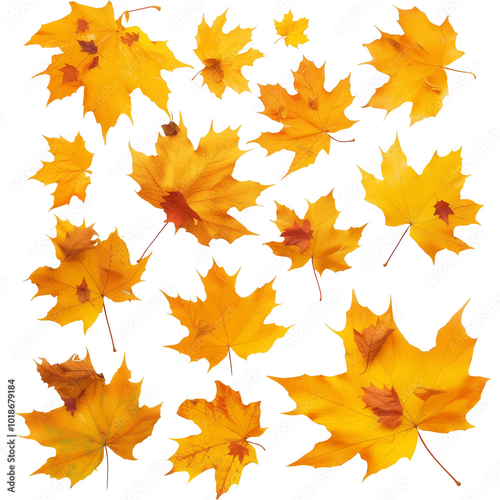 Maple autumn leaf pile isolated on white background Maple autumn leaf pile isolated on white background