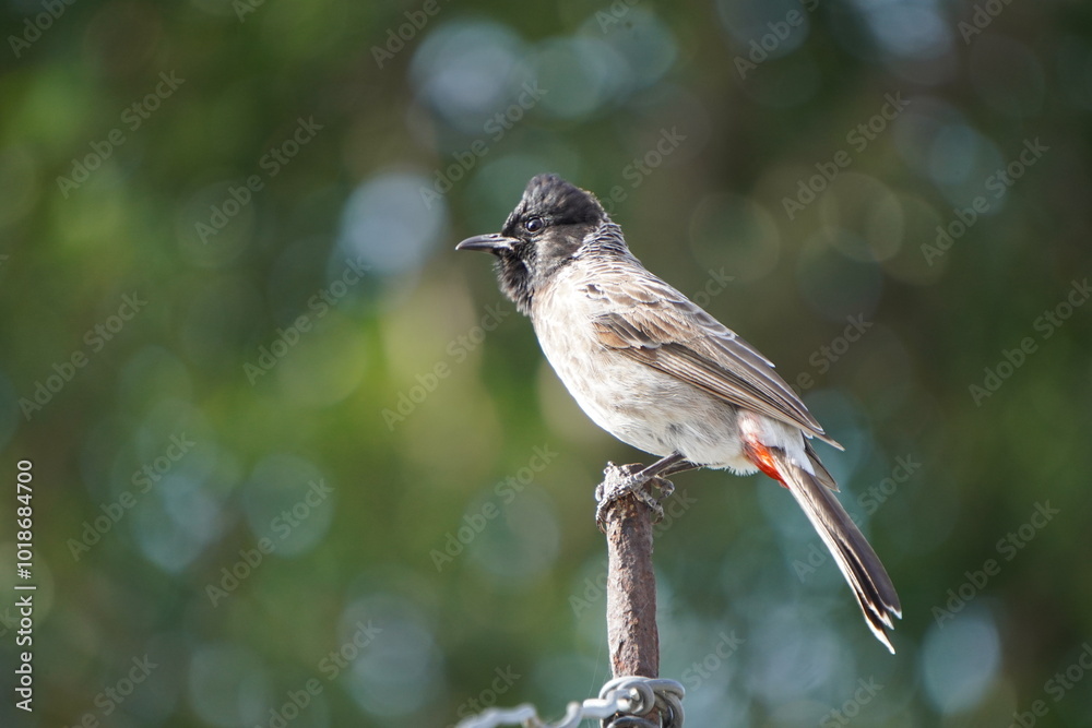 Naklejka premium Closeup of a standalone bulbul sitting on a wooden stick