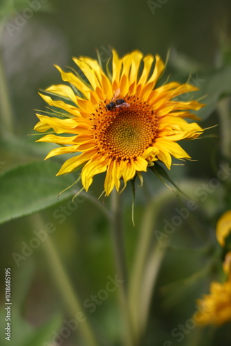 sunflower field rural landscape