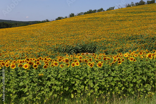 sunflower field rural landscape