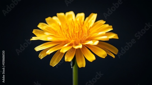 A single yellow dandelion flower blooms against a black background.