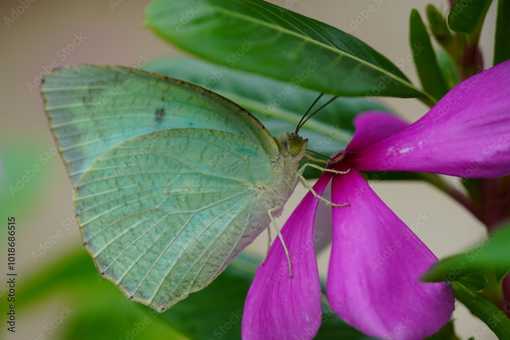 A teal coloured mottled emigrant butterfly eating nectar from pink flower