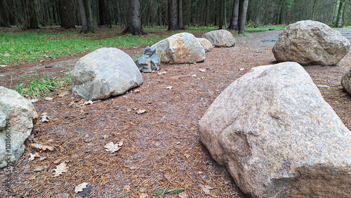 Large stones lining a forest path amidst pine trees in autumn