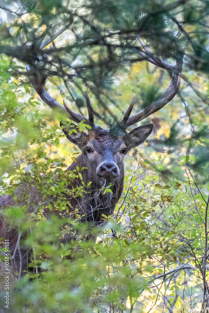 Wild red deer stag (Cervus elaphus) close up.