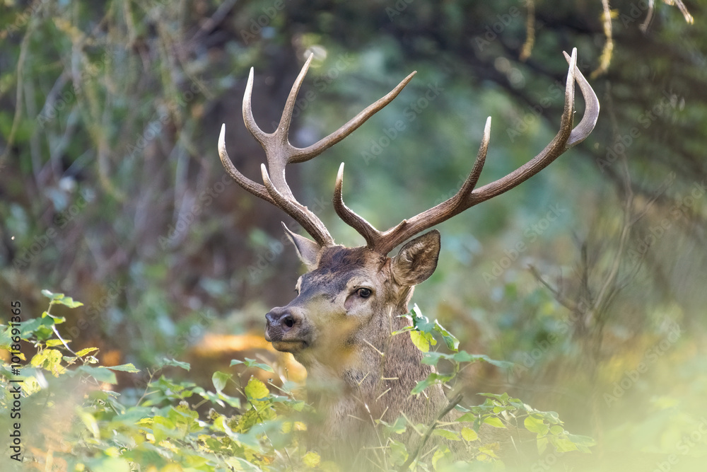Close up portrait of a male red deer (stag - Cervus elaphus) emerging from the thick forest at sunset, Alps Mountains, italy. Horizontal.