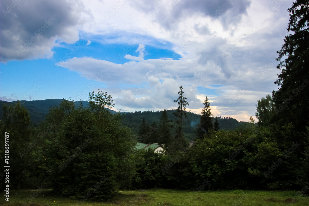Obraz premium meadow, various herbs, forest, mountains, trees,white, gray, clouds, blue sky,rpanorama, summer