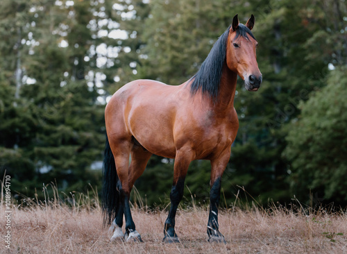 Wallpaper Mural Horse in a field Torontodigital.ca