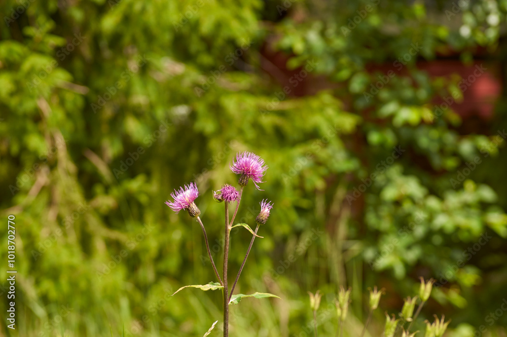 summer flowers wild bumble bee sunny colorful peaceful cottage life pink purple green summer flowers wild bumble bee sunny colorful peaceful cottage life pink purple green