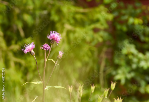 summer flowers wild bumble bee sunny colorful peaceful cottage life pink purple green 