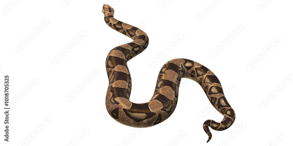 Snake isolated on a Transparent Background Snake isolated on a Transparent Background