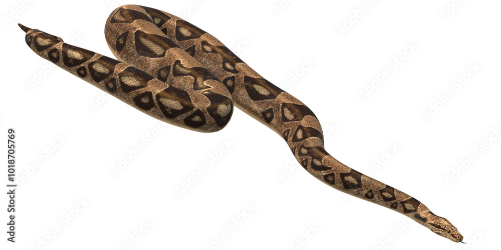 Snake isolated on a Transparent Background Snake isolated on a Transparent Background