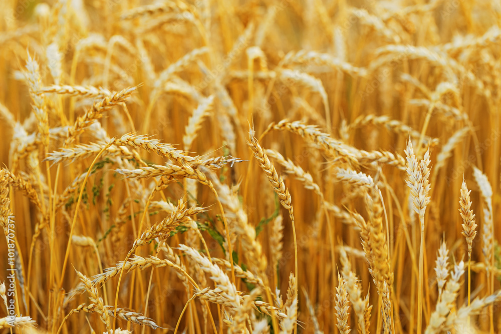 Close-up view of golden wheat field in full bloom, warm hues and texture of ripe wheat stalks swaying in breeze, golden hour sunlight, Aesthetic rural landscape, rich harvest, nature scene Close-up view of golden wheat field in full bloom, warm hues and texture of ripe wheat stalks swaying in breeze, golden hour sunlight, Aesthetic rural landscape, rich harvest, nature scene