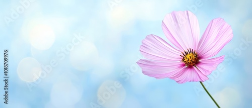  A pink flower in focus against a blue backdrop, softly blurred light in the depths