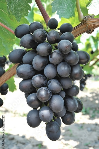 Close-up of ripe black grapes hanging on a vine in a vineyard.