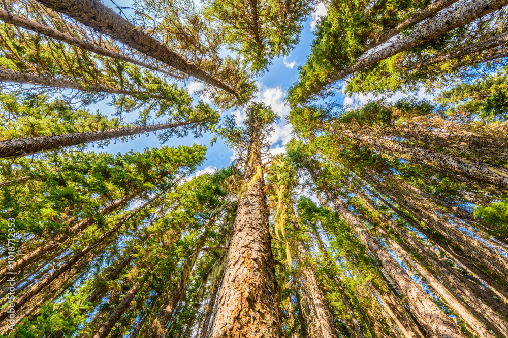 Obraz premium Beautiful golden summer fir forest with brown bark.