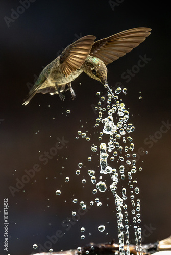 Anna's hummingbird (Calypte anna) Enjoying the Water Fountain Drops. photo