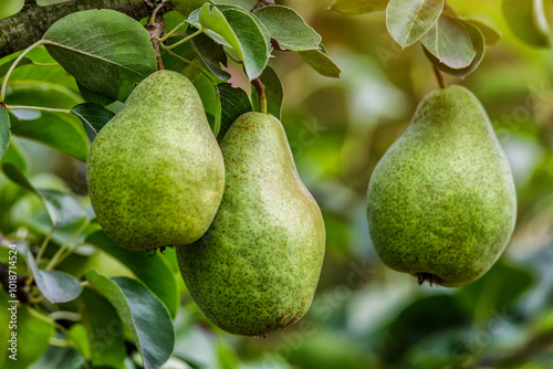 Crop of pears in summer garden.Closeup of pear tree in a farm garden.Organic pears in natural environment. Morning shot