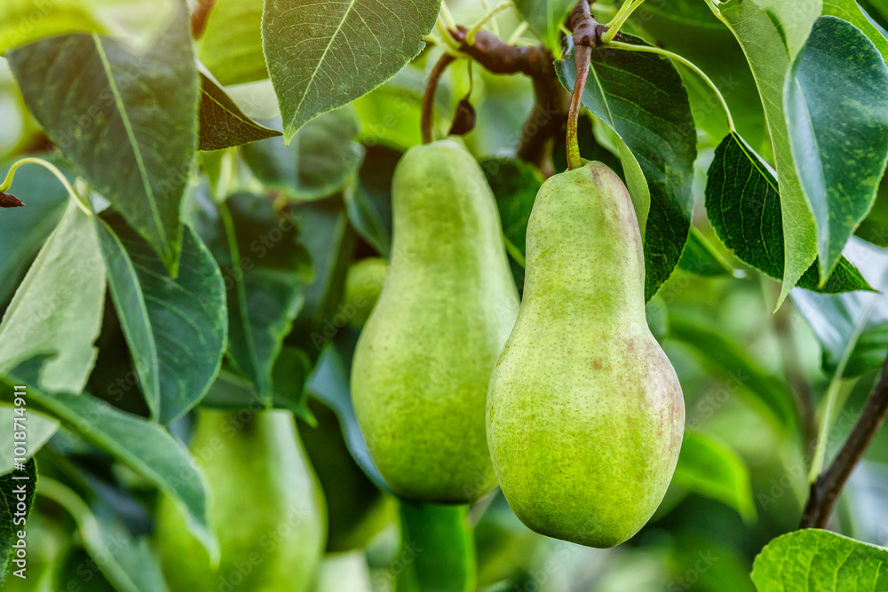 Crop of pears in summer garden.Closeup of pear tree in a farm garden.Organic pears in natural environment. Morning shot Crop of pears in summer garden.Closeup of pear tree in a farm garden.Organic pears in natural environment. Morning shot
